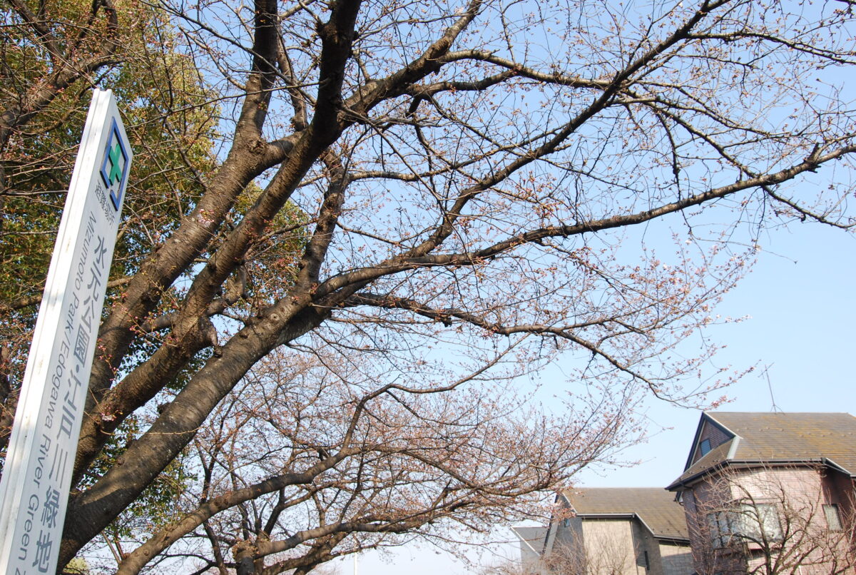 3 30 木 現在の水元公園の桜の開花状況を確認 週末はお花見できる 葛飾つうしん 東京都葛飾区のローカルサイト